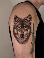 Wolf Portrait