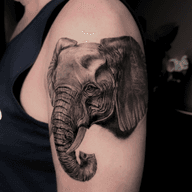 Elephant Portrait