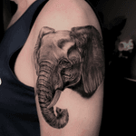 Elephant Portrait
