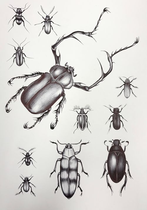 Beetles