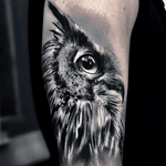 Owl Portrait