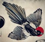 Traditional Magpie in Flight