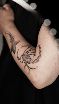 Scorpion and Shark