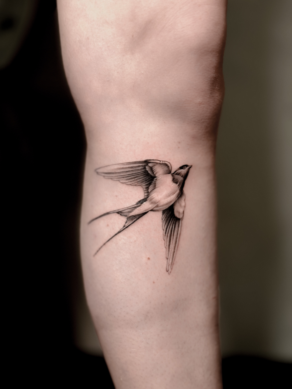 Swallow in Flight • Tattoodo
