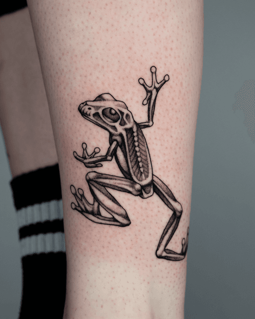 Frog Skeleton