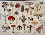 Mushroom Flash Sheet
