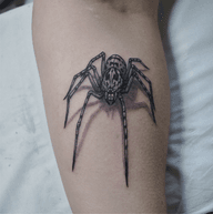 Realistic Black and Gray Spider