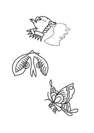 Moth and Butterfly Design