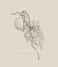 This design can be done in black and gray or full color (what you see is line work only, the final tattoo will include my realism style of shading). fine line botanical floral tattoo