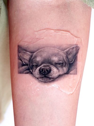 Chihuahua tattoo Micro realism 