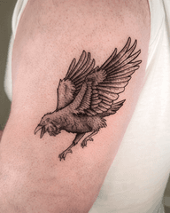 Squawking Raven