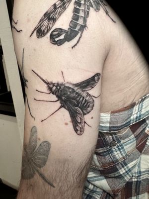 Looks like some kind of cute bee right!? Nah, it’s a bee fly and it flicks its eggs at bee nests so its babies can eat the food left for the actual bee babies! Nature is crazy! . #beefly #beetattoo #beeflytattoo #flytattoo #beetattoolondon