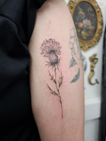 Heritage, ancestry and belonging ♡ The thistle standing strong, deeply rooted.