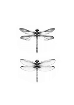Detailed Dragonfly Pair