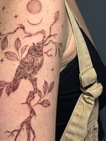 Owl on a Branch with Celestial Elements