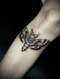 Death's Head Moth