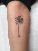 Palm Tree