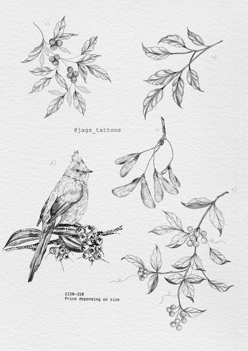 Botanical illustration 