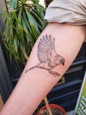 Whip shading bird black and grey