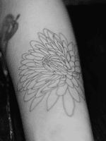 Linear chrysanthemum 🤤