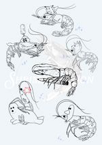 Shrimp Illustrations