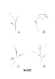 Botanical Illustrations