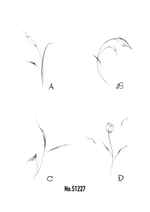 Botanical Illustrations