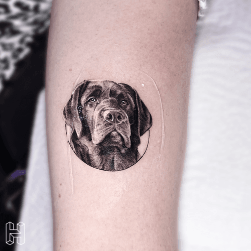 Labrador Portrait