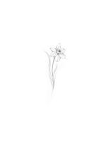 Delicate Daffodil Flower Outline