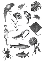 Natural History Illustrations