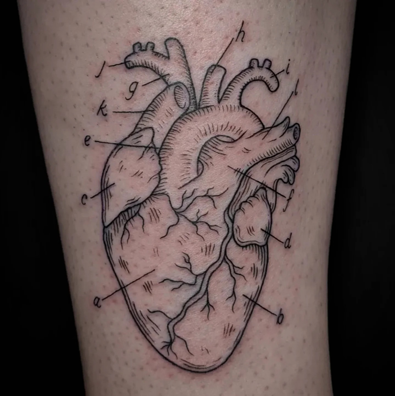 Anatomical Heart Tattoo Drawing