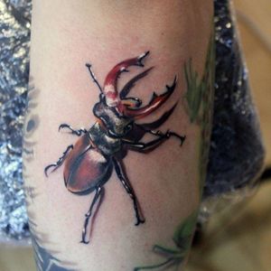 #realistic #stag #beetle #insect #AndrzejNiuniek