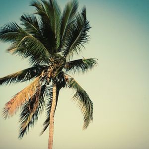 #mayotte #palmtree #warm #sun #summer #Africa