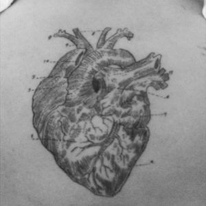 #heart #anatomical #lines