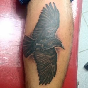 #cuervo #raven