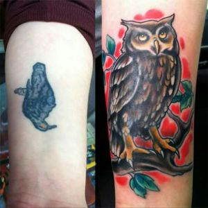 #coverup #owl