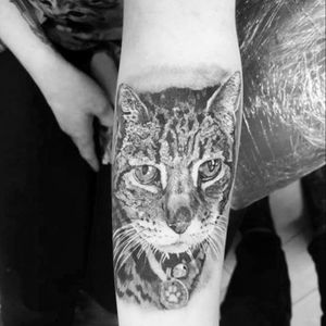 My cat Fosse shall live forever on my arm! Done by Tim Hinton at House of Mojo, Truro. #cat #Cattoo #blackandgrey #portrait #forearm #meow #rip