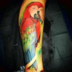 Arara vermelha feita pelo artista Henri Schumacher...💚💚💚#animal #macaw #colorful #realism #biology