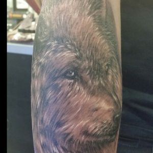 "Wolf." Tattoo done by Adam Lerch of Aggression Tattoo.