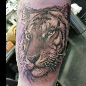 "Tiger." Tattoo done by Adam Lerch of Aggression Tattoo.