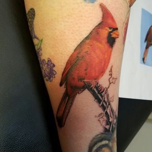 Sweet cardinal i added to an ongoing leg piece