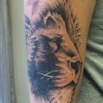 #liontattoo #lion#blackandgreytattoo #tattoooftheday #patattooer #pittsburghartist #Pittsburgh #412tattoo #colortattoo #animaltattoos