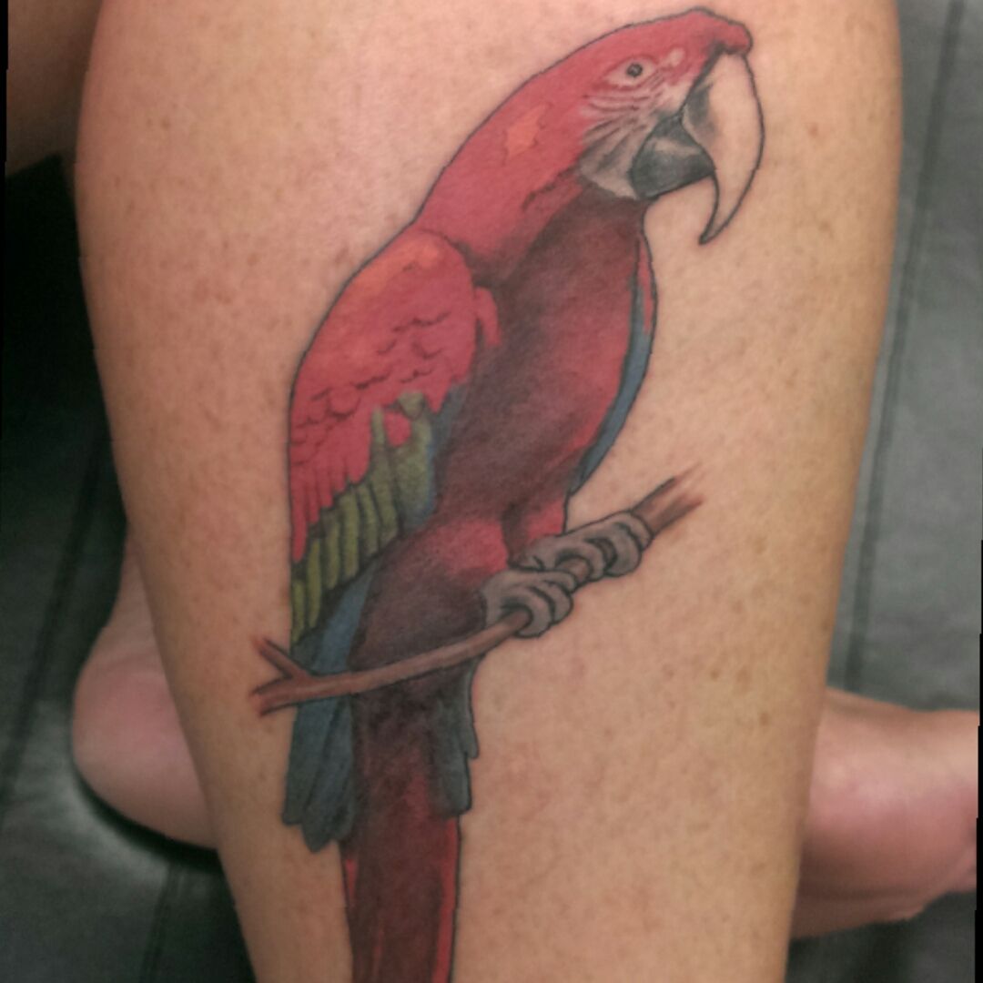 3635 Parrot Tattoo Images Stock Photos  Vectors  Shutterstock