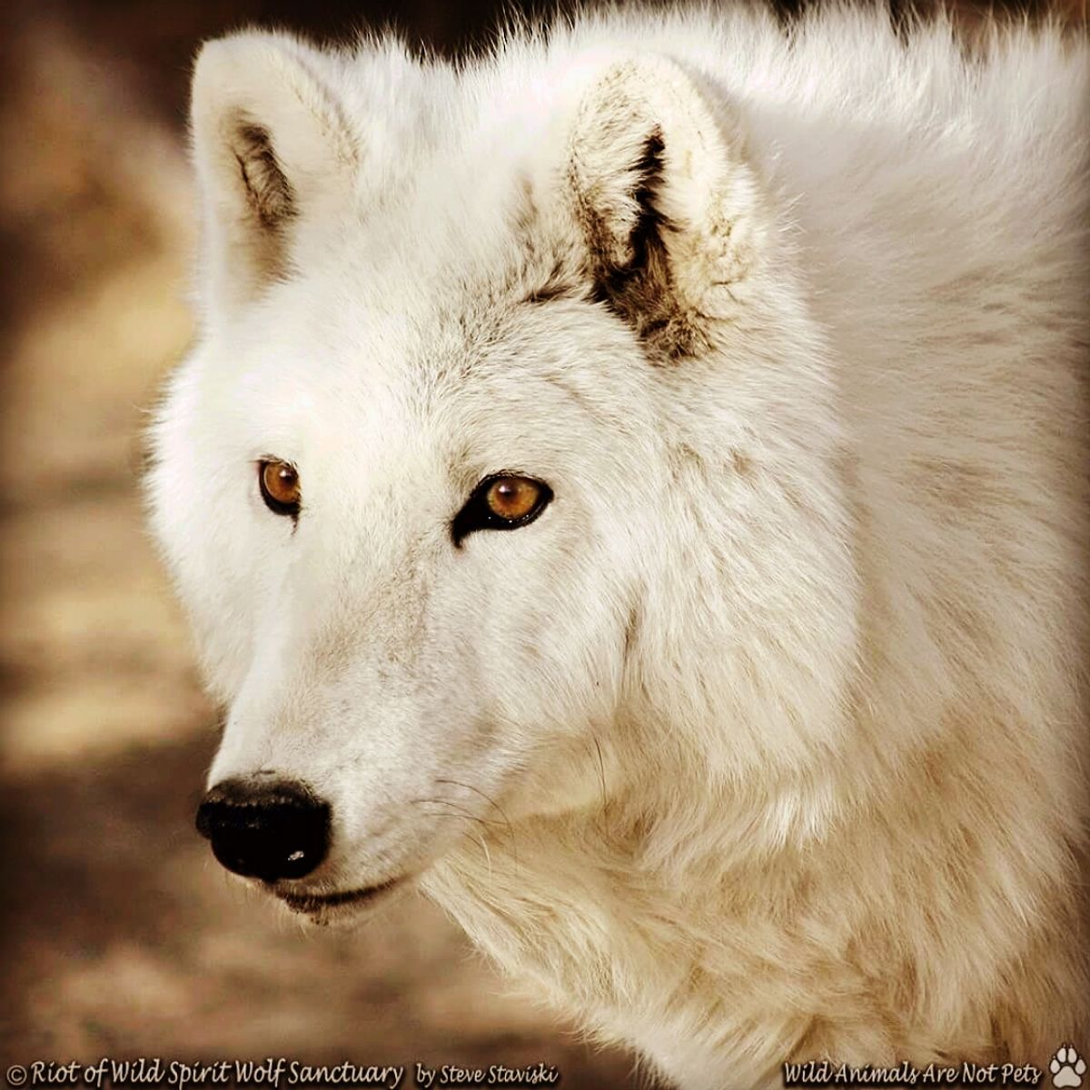 волчья любовь. худой волк. попка волка. черный волк альфа самец. Stray wolf.