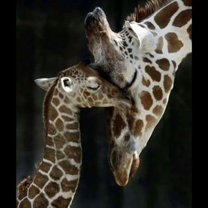 Giraffe Love!