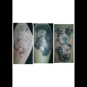 These were done as a bartering deal for my beautiful brindle pit bull. The two pits in the pic are her mother and father.#dogtattoo #liontattoo