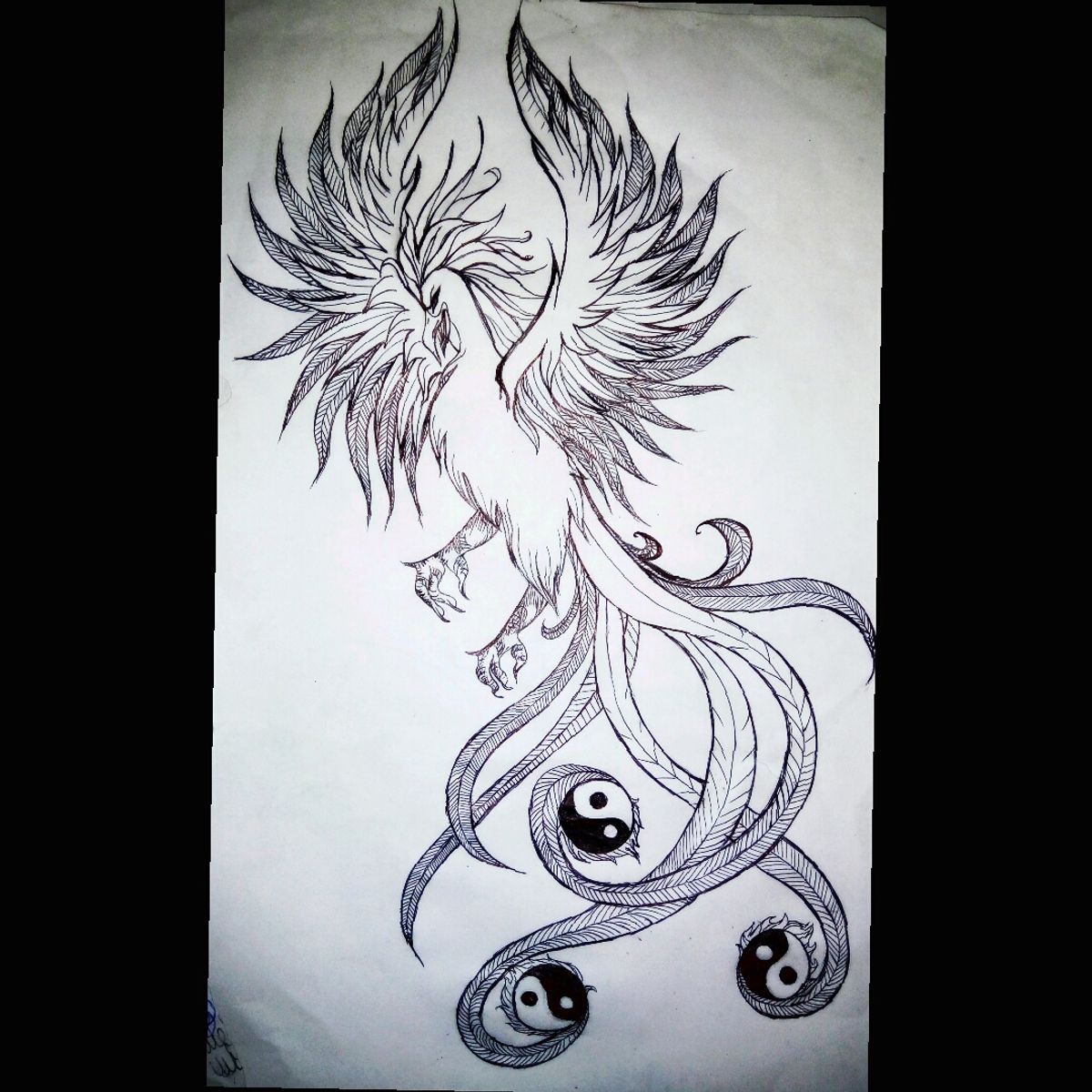 740 Gambar Sketsa Burung Phoenix Gratis