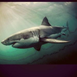 #dreamtattoo I want a realistic Great White Shark swimming through the outline of the Isle of Guadalupe with the dates of my shark dive!