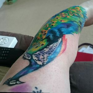 Beautiful watercolour peacock