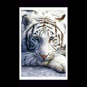 Would love a black and grey version of this tiger on my left thigh. Take me to Miami! #amyjames #dreamtattoo